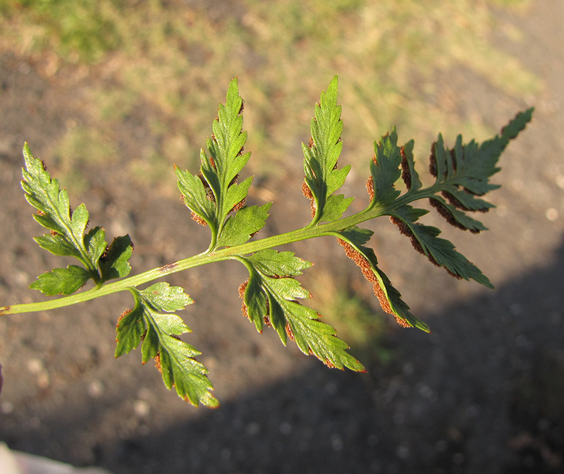 Изображение особи Asplenium adiantum-nigrum.