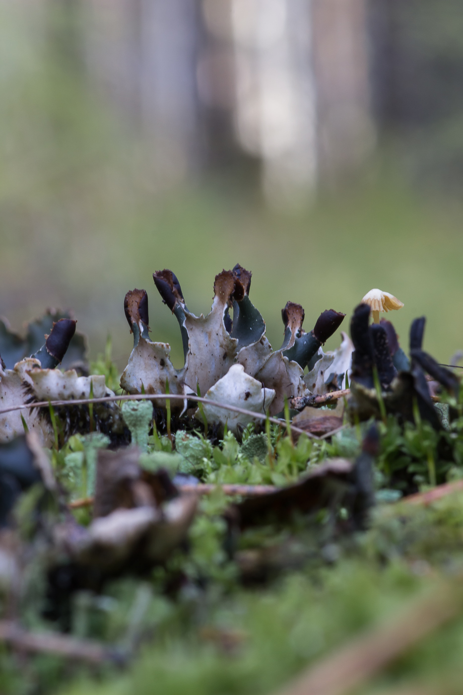 Image of genus Peltigera specimen.