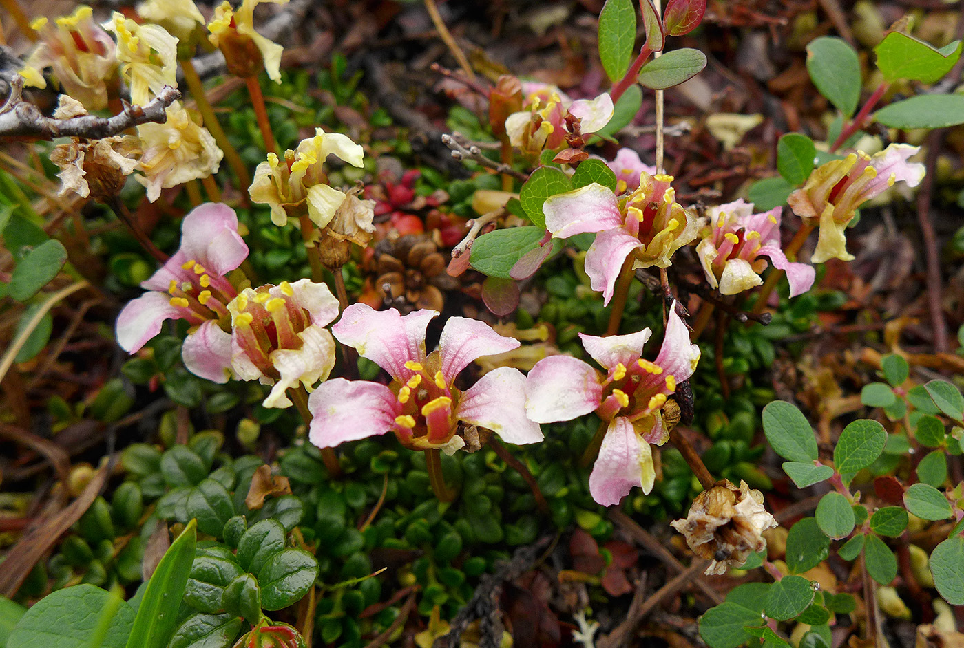 Image of Diapensia obovata specimen.