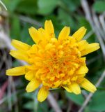 Taraxacum erythrospermum