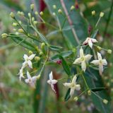 Galium uliginosum