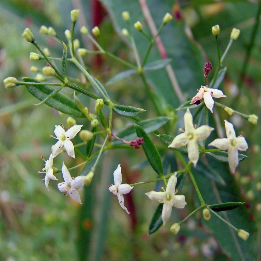 Image of Galium uliginosum specimen.
