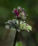 Image of taxon representative. Author is Раду Страту