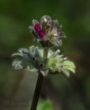 Lamium amplexicaule