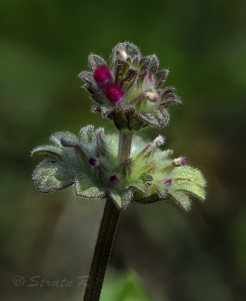 Image of Lamium amplexicaule specimen.