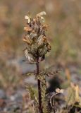 Pedicularis abrotanifolia