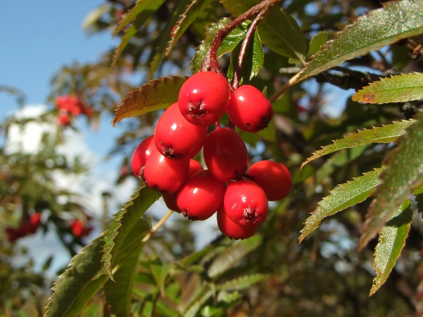 Изображение особи Sorbus sambucifolia.