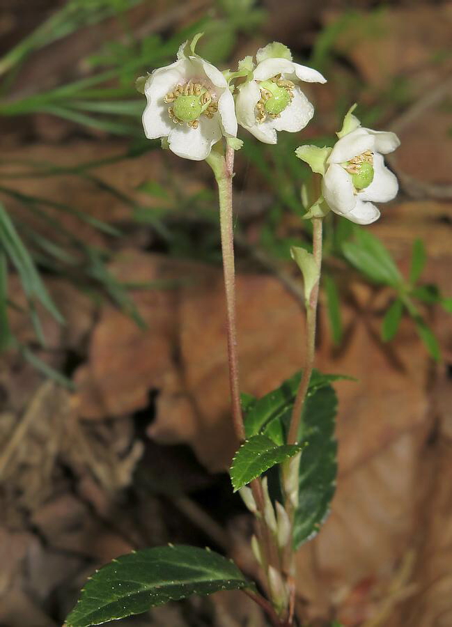 Изображение особи Chimaphila japonica.