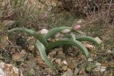 Tulipa biflora