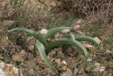 Tulipa biflora. Цветущие растения. Крым, Балаклава, обрывы над урочищем Инжир. 18.03.2017.