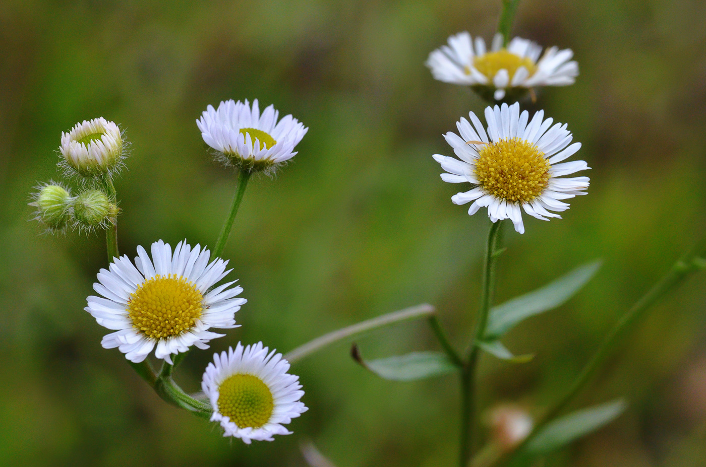 Изображение особи Erigeron annuus.