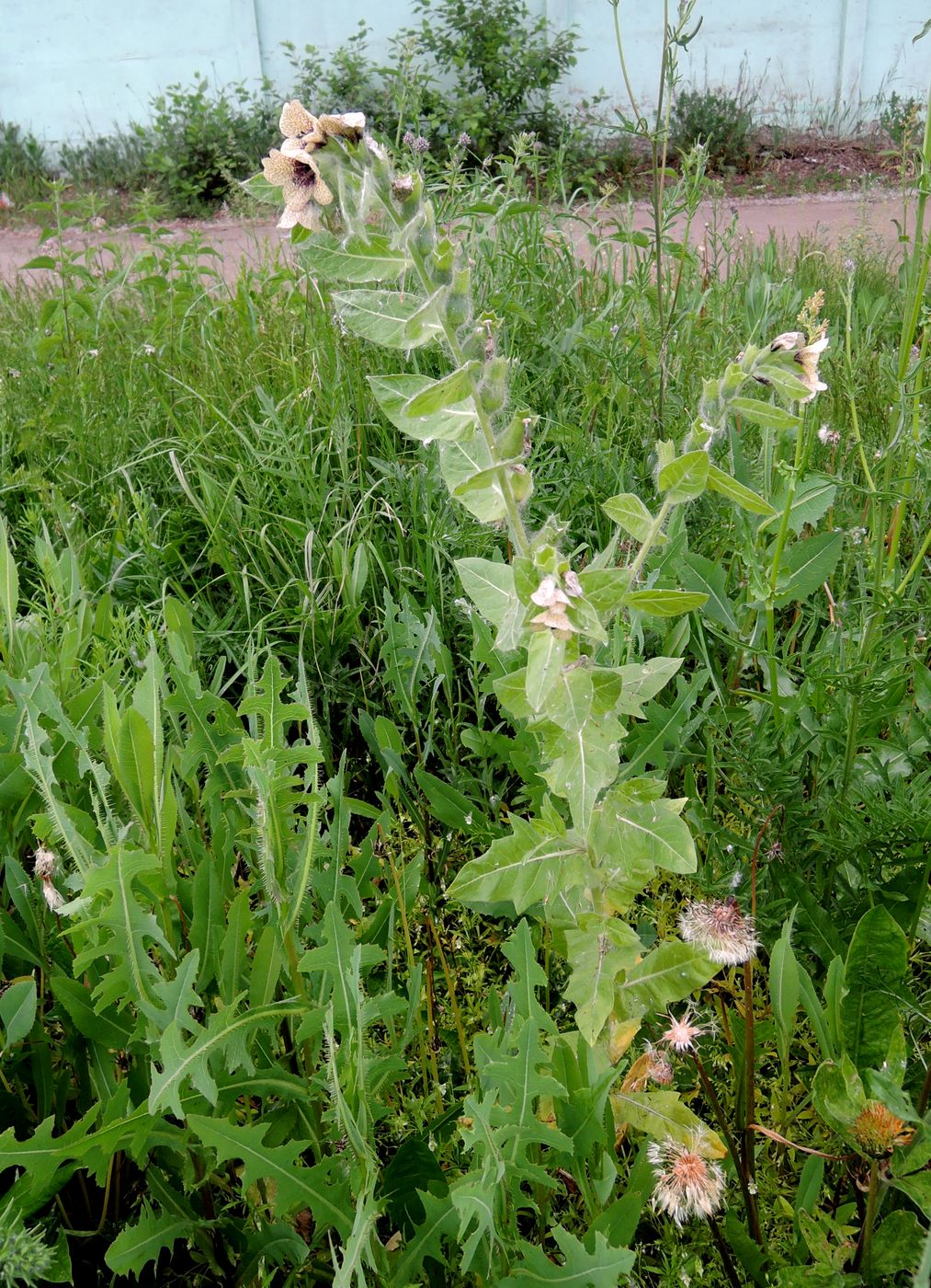 Изображение особи Hyoscyamus niger.