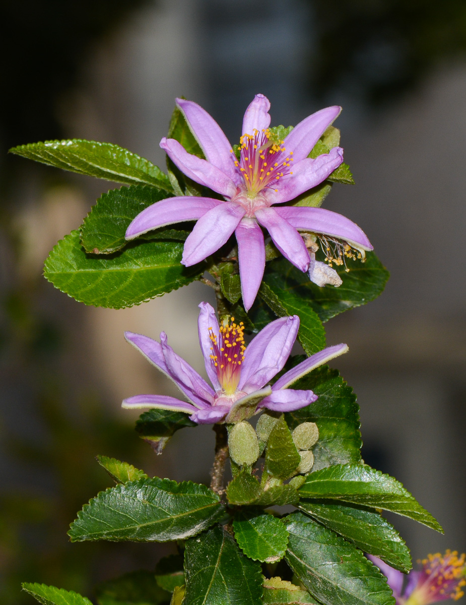 Image of Grewia occidentalis specimen.