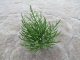 Salicornia perennans