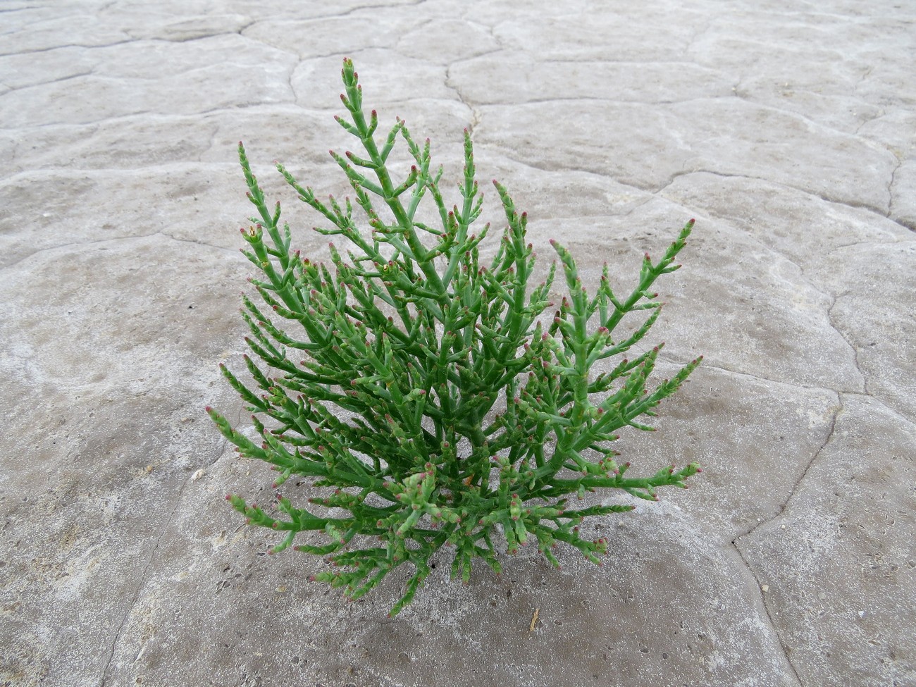 Изображение особи Salicornia perennans.