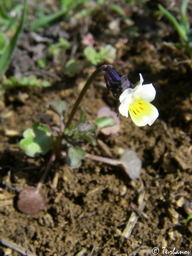 Image of Viola arvensis specimen.