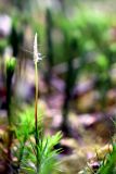 Polytrichum formosum