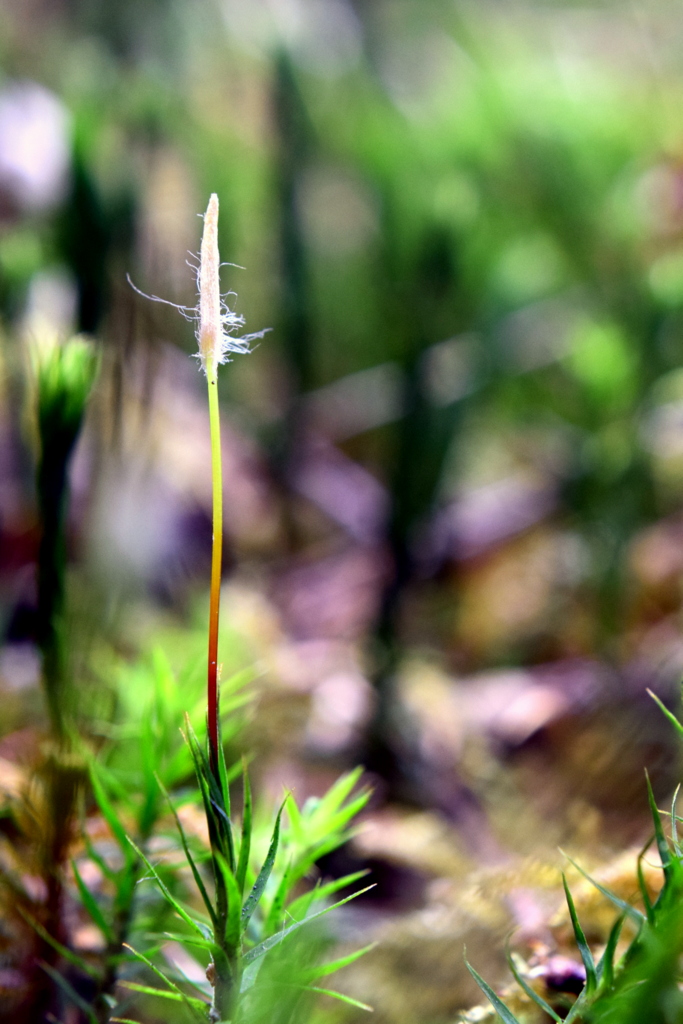 Изображение особи Polytrichum formosum.