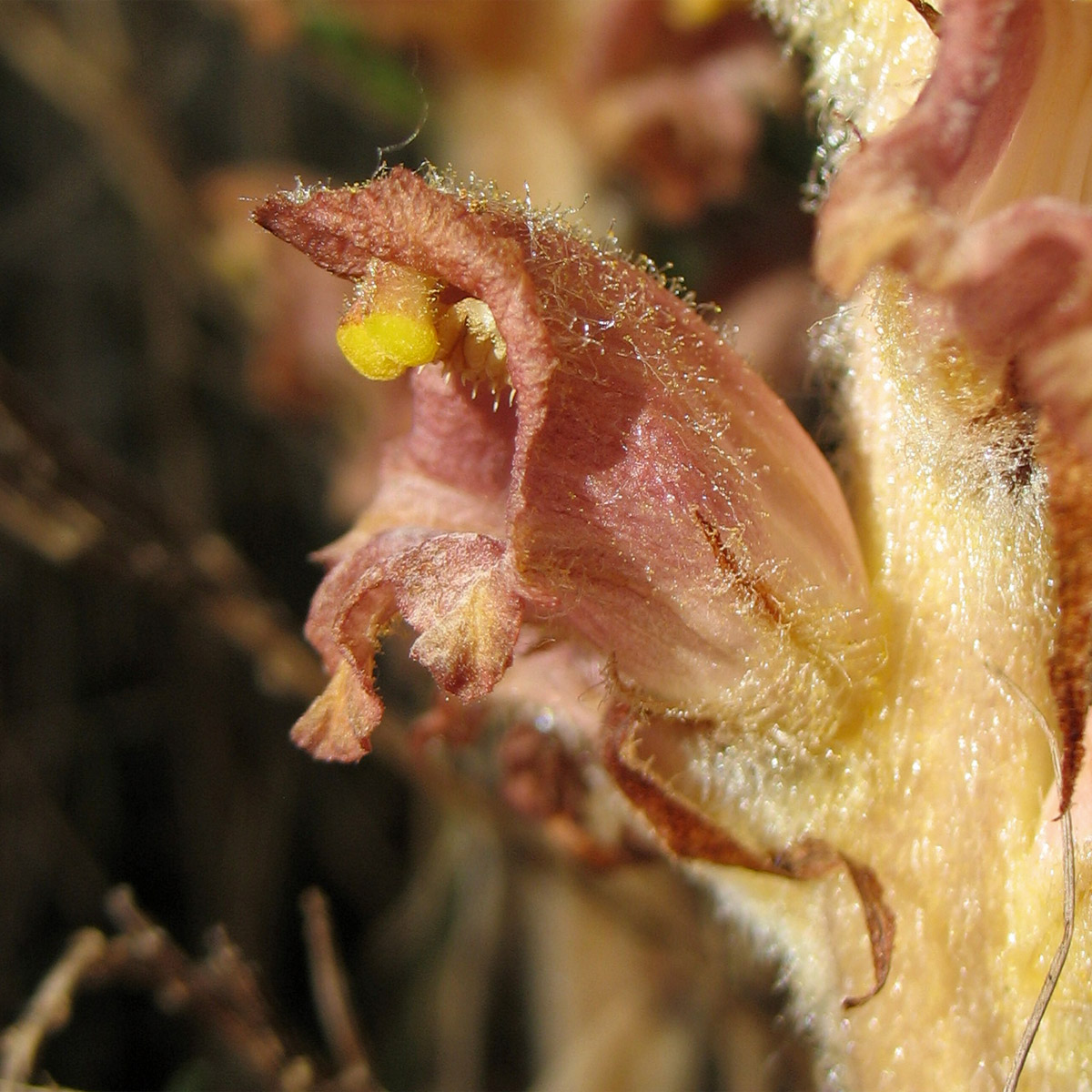 Изображение особи Orobanche rapum-genistae.