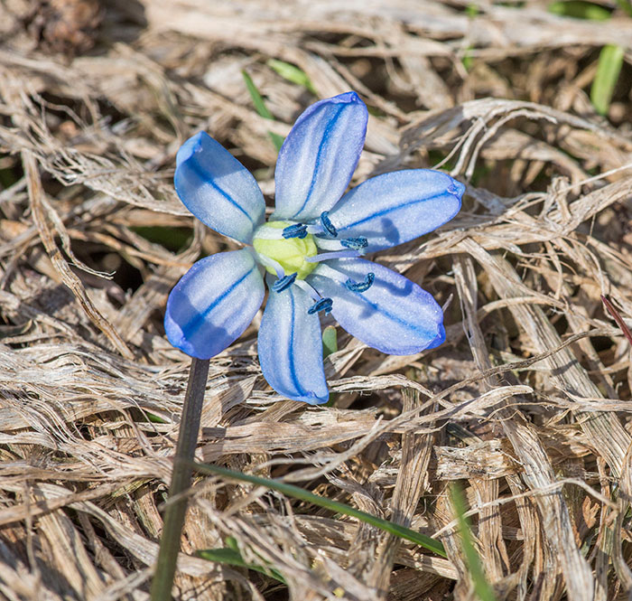 Изображение особи Scilla siberica.