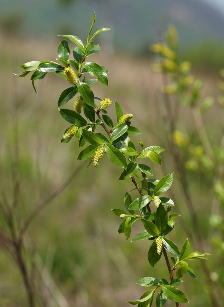 Image of Salix pseudopentandra specimen.