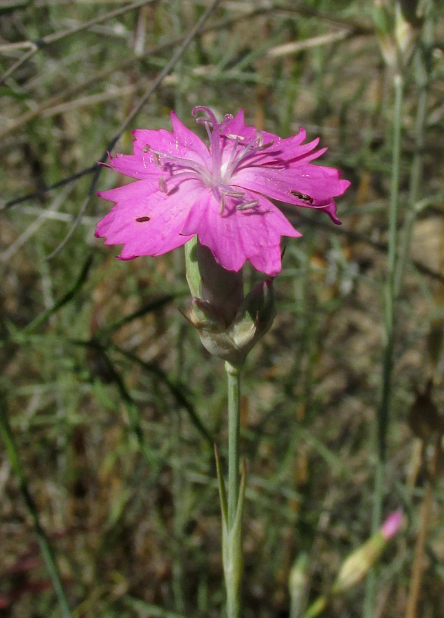 Изображение особи Dianthus polymorphus.