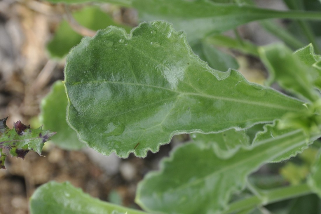 Image of Silene gigantea ssp. rhodopea specimen.