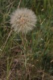 genus Tragopogon. Растение с созревшим соплодием. Ростовская обл., г. Волгодонск, на окраине Панского леса в поле. 19.06.2017.