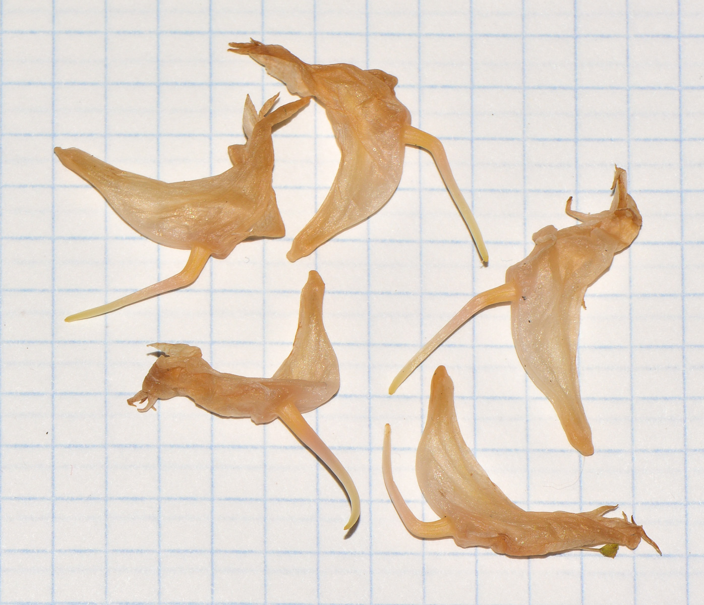 Image of Dendrobium crumenatum specimen.