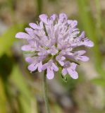 Knautia drymeia