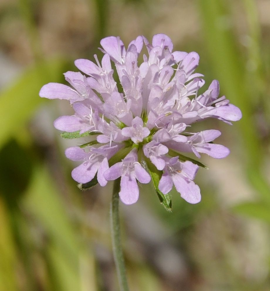 Image of Knautia drymeia specimen.