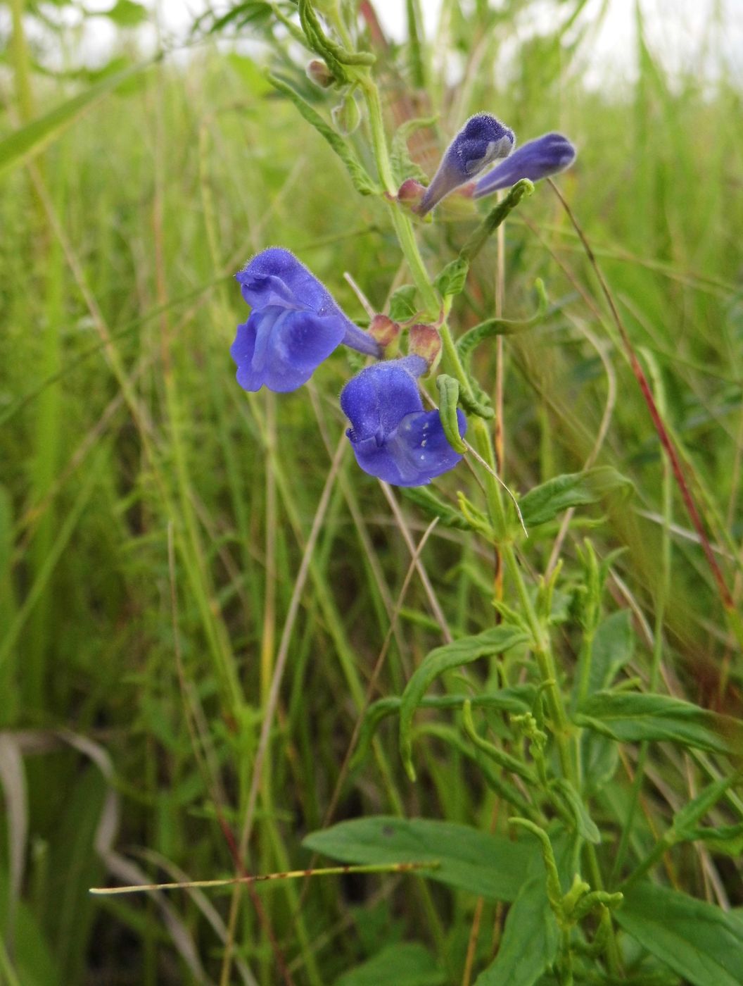 Изображение особи Scutellaria scordiifolia.