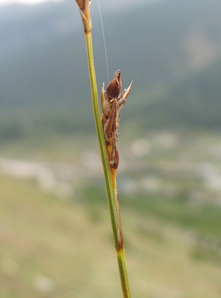 Image of genus Carex specimen.