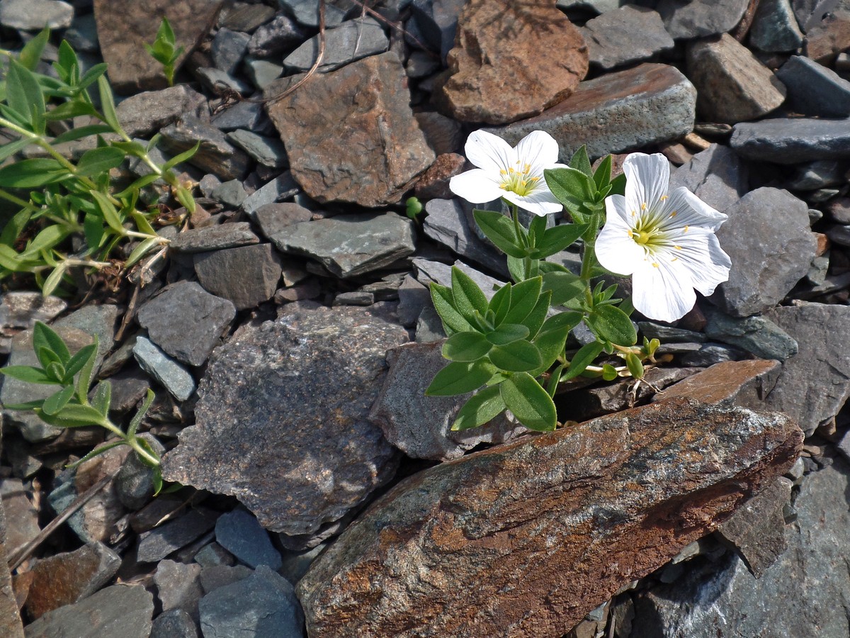 Image of Cerastium lithospermifolium specimen.