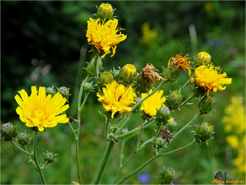 Изображение особи Hieracium umbellatum.