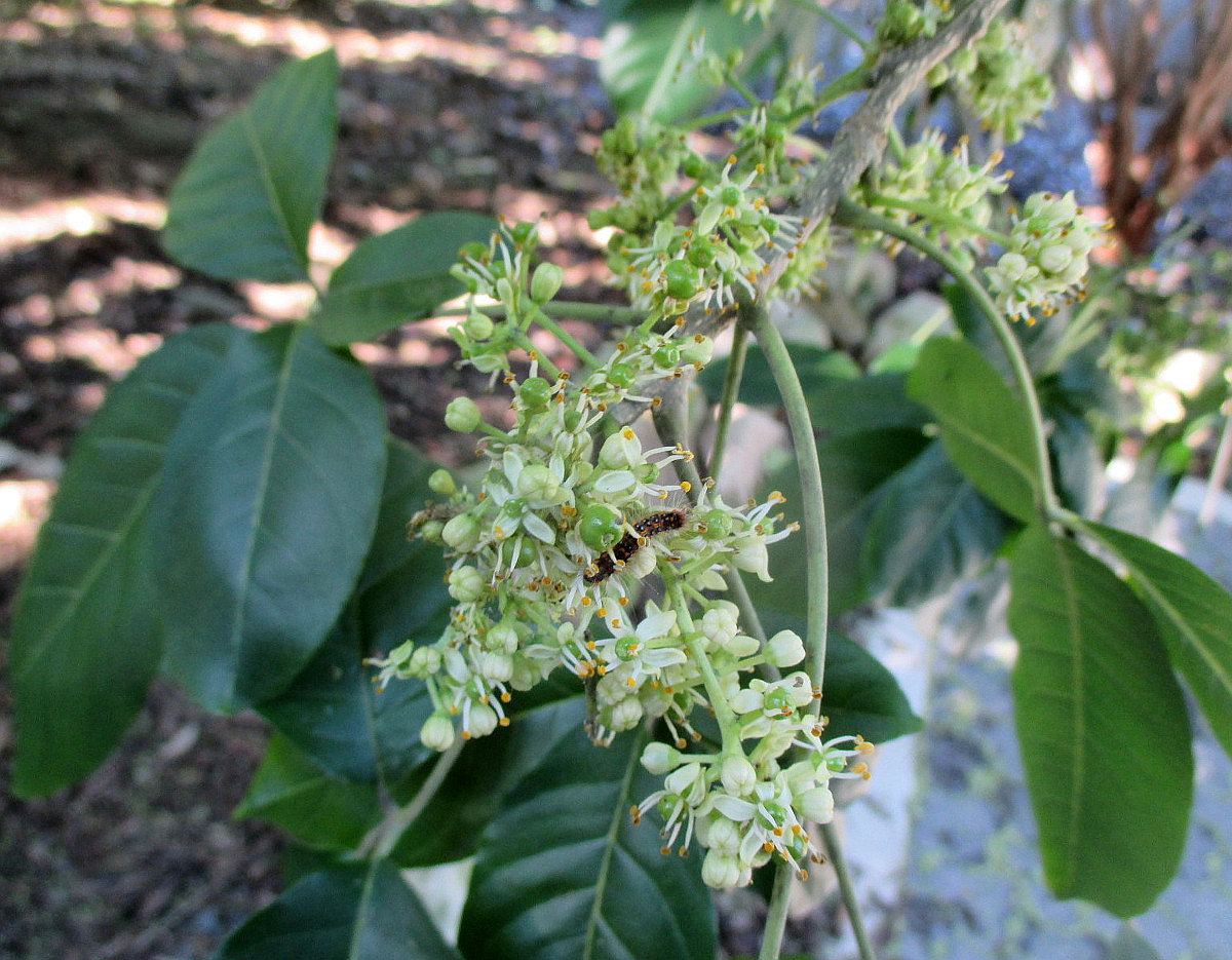 Изображение особи Casimiroa edulis.