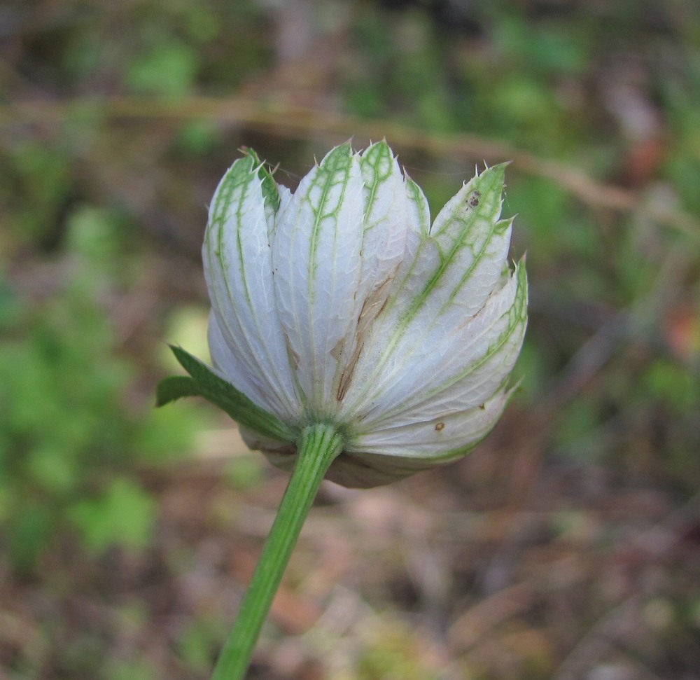 Image of Astrantia trifida specimen.