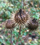 Arctium lappa