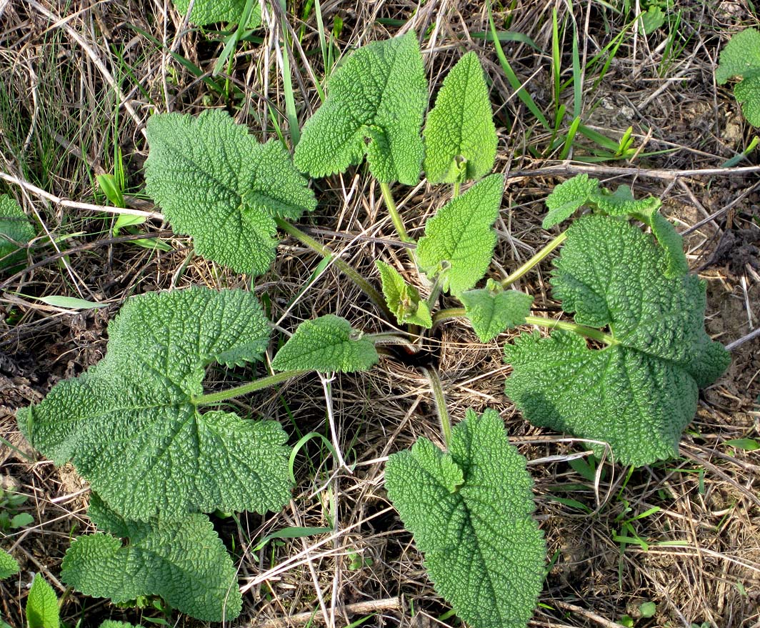 Изображение особи Phlomoides tuberosa.