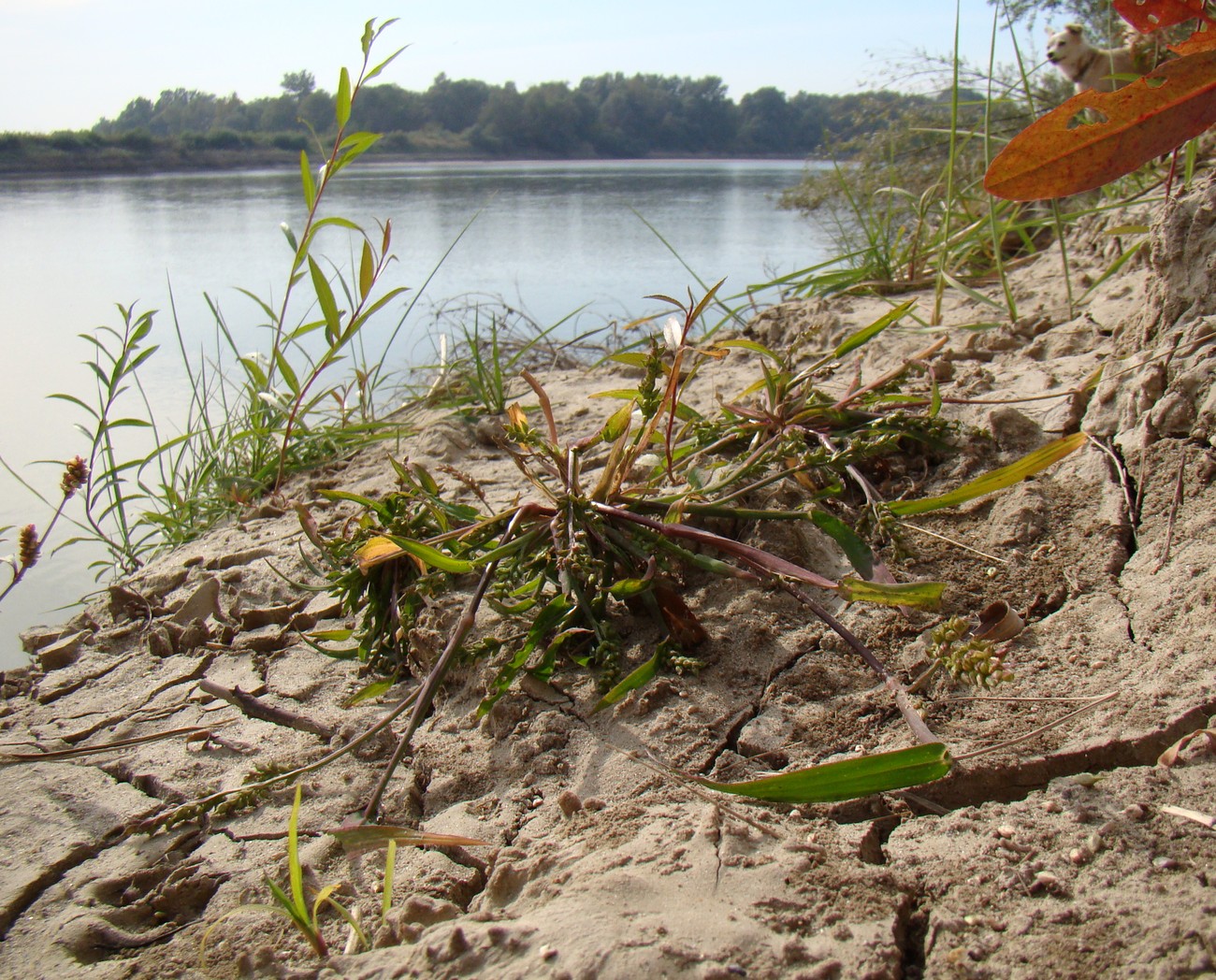 Image of Echinochloa crus-galli specimen.