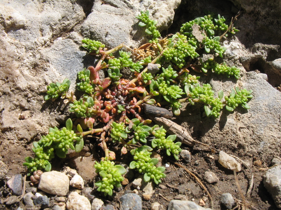 Image of Herniaria caucasica specimen.