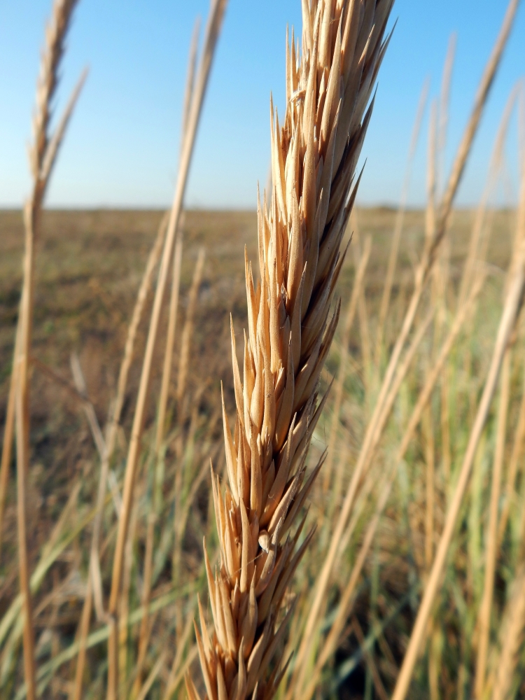 Изображение особи Leymus racemosus ssp. sabulosus.