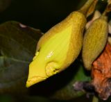 Image of taxon representative. Author is Татьяна Мальчинская