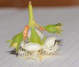 Lophostemon confertus