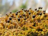 Ptilidium pulcherrimum