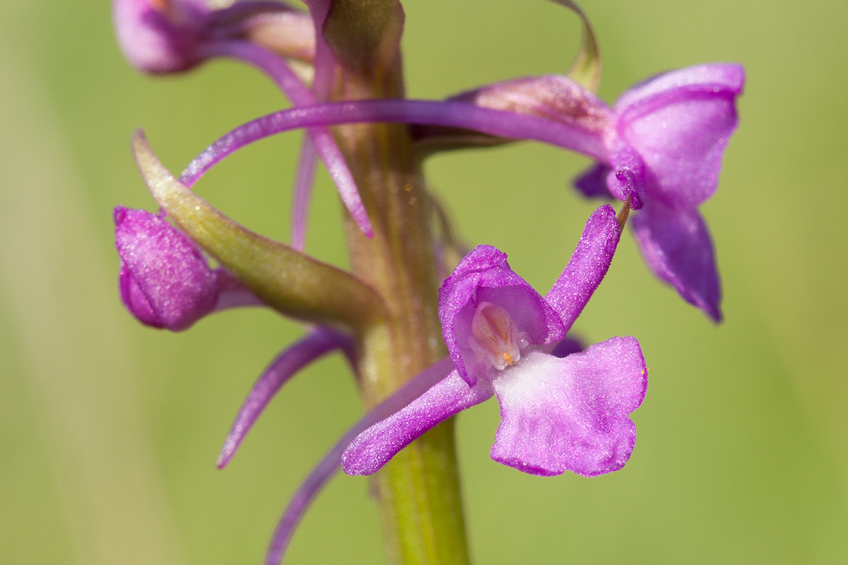 Image of Gymnadenia densiflora specimen.