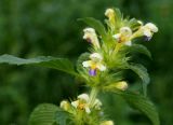 Galeopsis speciosa. Верхушка цветущего растения. Камчатка, г. Елизово, долина р. Авача, луг. 17.08.2016.