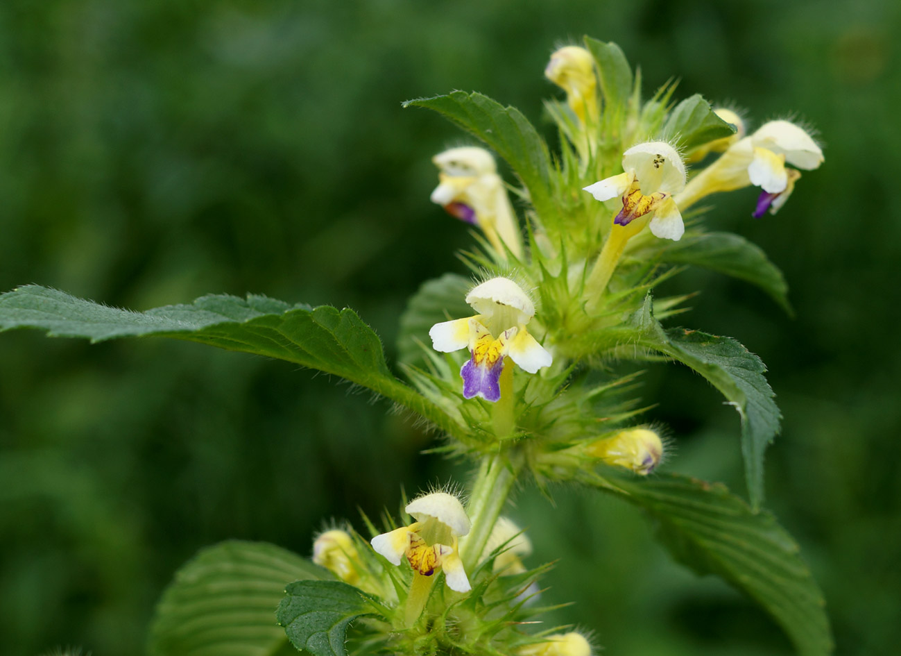 Изображение особи Galeopsis speciosa.