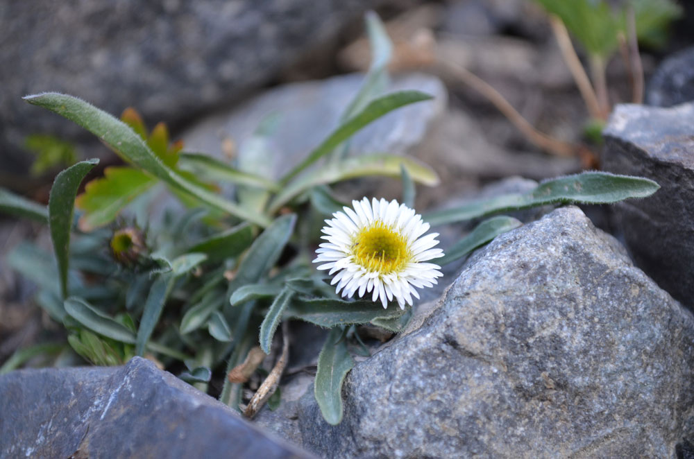 Image of Erigeron pallidus specimen.