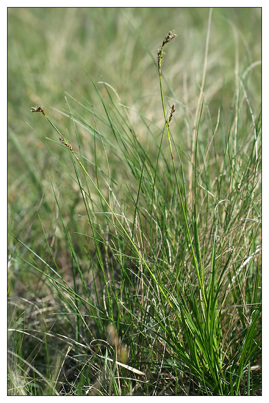 Image of Carex pediformis specimen.